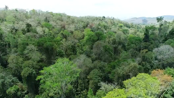  Floresta de Pacotuba revela um espetáculo da natureza no Sul do ES