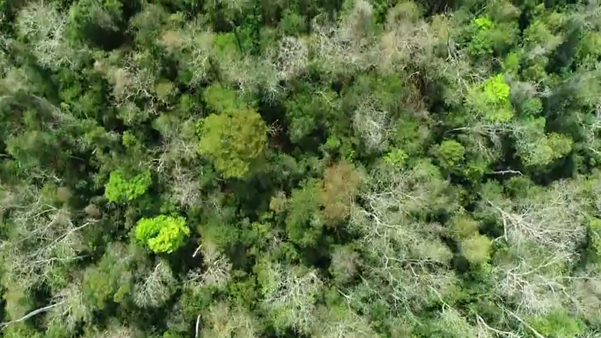  Muitas árvores da Floresta Nacional (Flona) de Pacotuba, em Cachoeiro de Itapemirim, são centenárias por Matheus Martins 