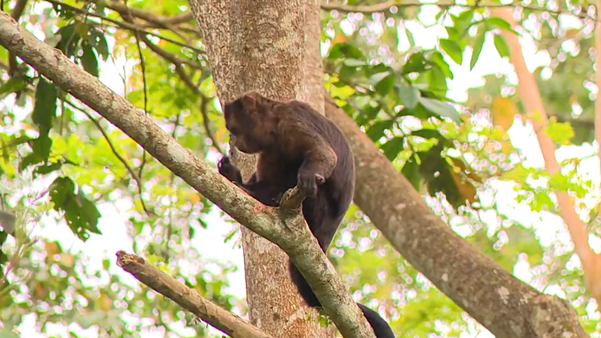 Animais como macacos podem ser encontrados na Floresta de Pacotuba por Matheus Martins 