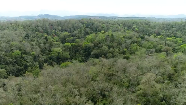  Floresta de Pacotuba revela um espetáculo da natureza no Sul do ES