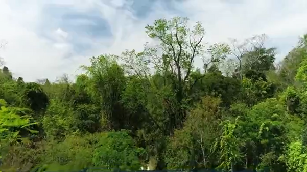   Muitas árvores da Floresta Nacional (Flona) de Pacotuba, em Cachoeiro de Itapemirim, são centenárias por Matheus Martins 