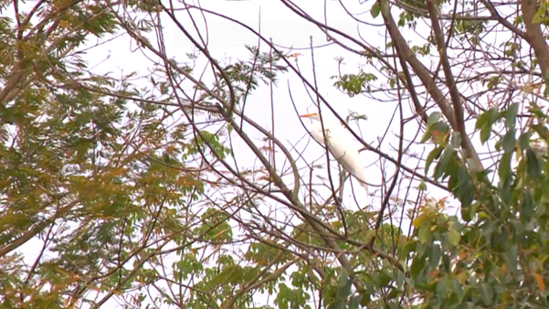 A Floresta de Pacotuba é rica em ter espécies da flora e da fauna por Matheus Martins 