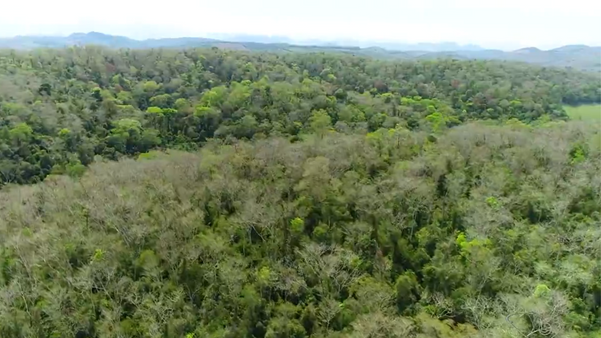   Muitas árvores da Floresta Nacional (Flona) de Pacotuba, em Cachoeiro de Itapemirim, são centenárias por Matheus Martins 
