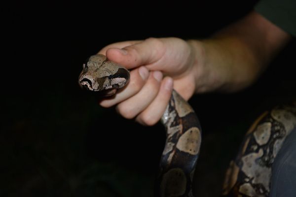  Floresta de Pacotuba revela um espetáculo da natureza no Sul do ES