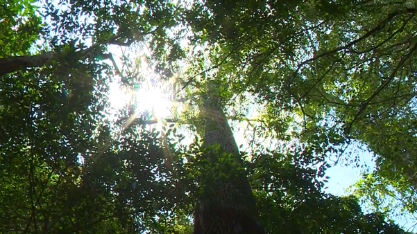  Muitas árvores da Floresta Nacional (Flona) de Pacotuba, em Cachoeiro de Itapemirim, são centenárias por Matheus Martins 