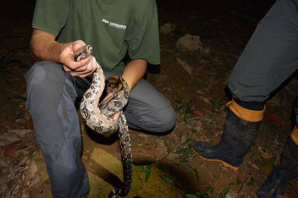   Projeto Herpeto Capixaba estuda espécies de cobras que vivem na Floresta de Pacotuba  por Gabriel Falquetto