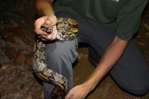   Projeto Herpeto Capixaba estuda espécies de cobras que vivem na Floresta de Pacotuba  por Gabriel Falquetto