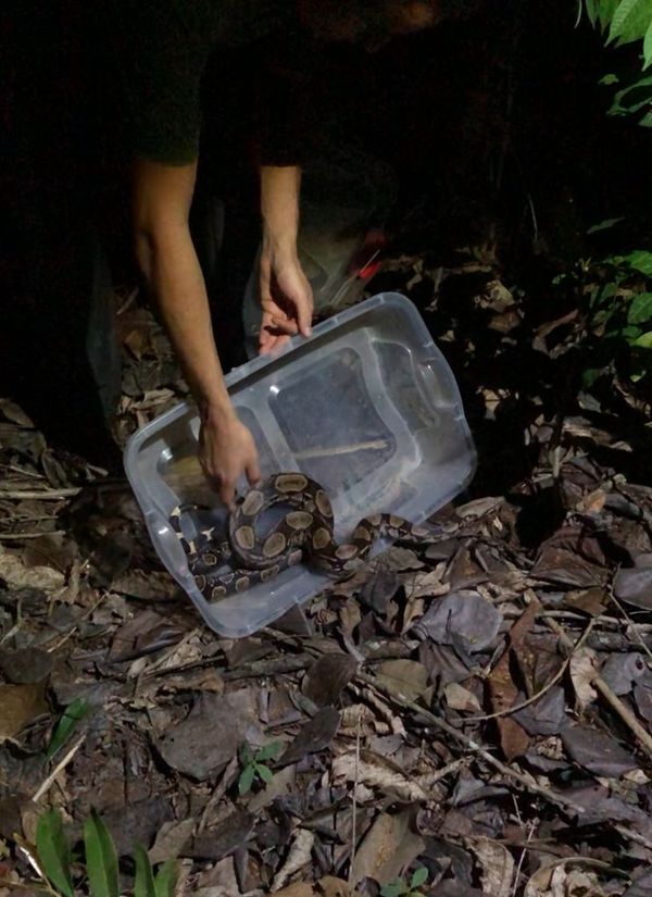  Projeto Herpeto Capixaba estuda espécies de cobras que vivem na Floresta de Pacotuba  por Gabriel Falquetto