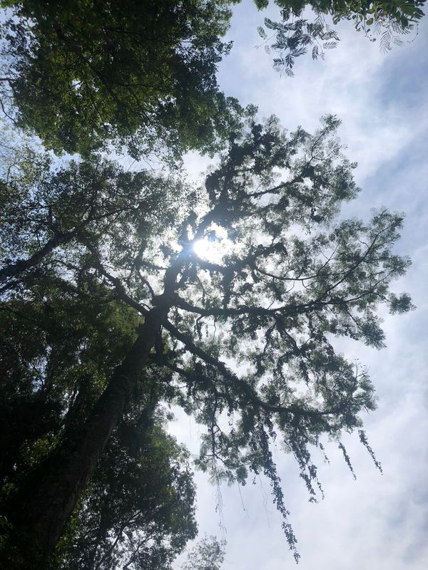  Árvore na Floresta de Pacotuba de mais de 600 anos por Thomaz Albano