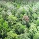 Imagem - 4 mil produtores do agro recebem incentivo para plantar florestas no ES