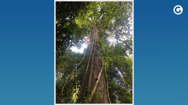 Floresta de Pacotuba revela um espetáculo da natureza no Sul do ES