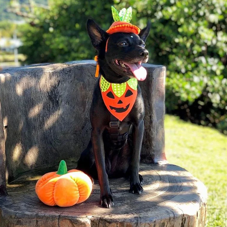 Bandana de Halloween para Cachorros Abóbora