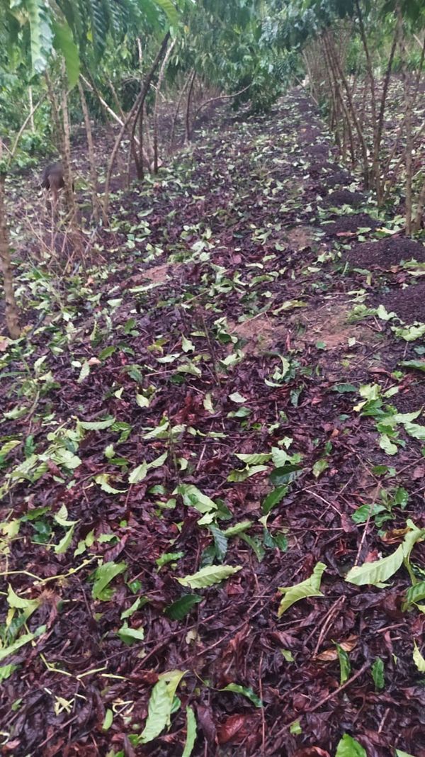 Chuva de granizo causa estragos no interior de Águia Branca