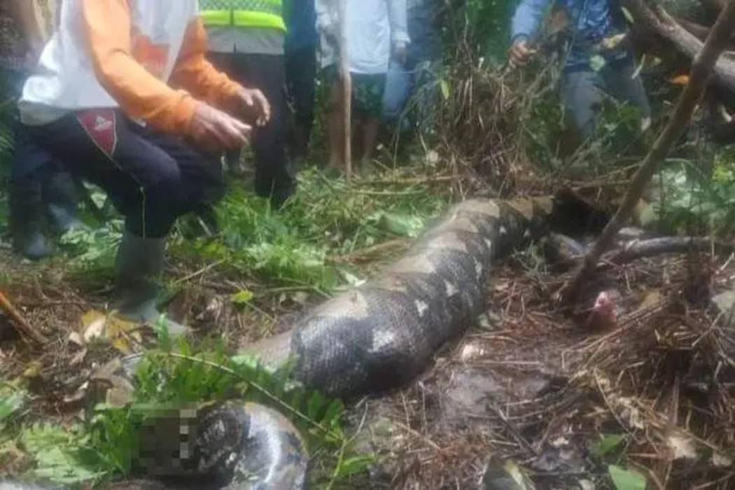 Após meses desaparecida, serpente Píton de mais de 4 metros é