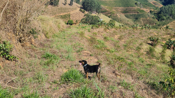 Cachorro é morto após entrar em quintal de casa e ser baleado em Castelo