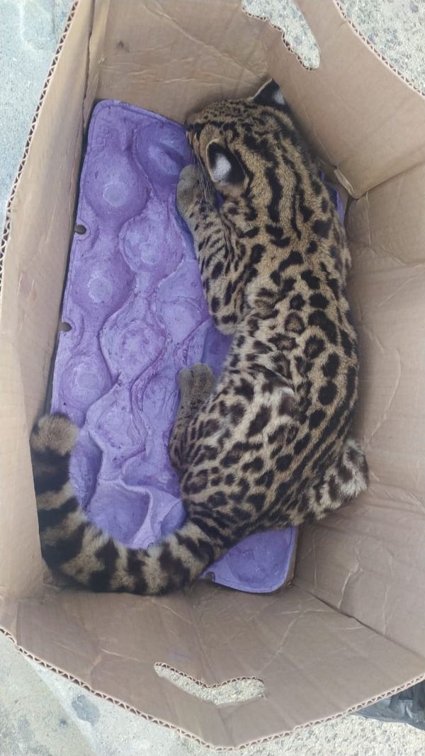 Filhote de jaguatirica é resgatado após ser atropelado em São Mateus