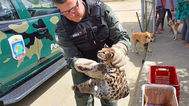 Filhote de jaguatirica é resgatado após ser atropelado em São Mateus