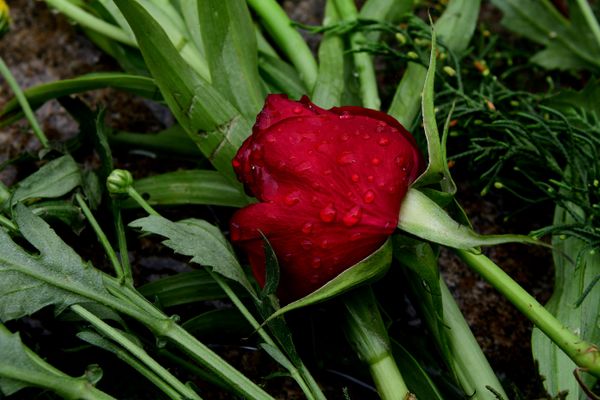 Cemitério de Santo Antônio em Vitória por Fernando Madeira
