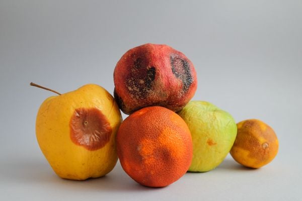 Frutas mofadas