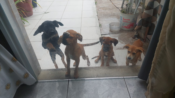 Homem encontra filhotes de cachorro dentro de saco de lixo em Cachoeiro