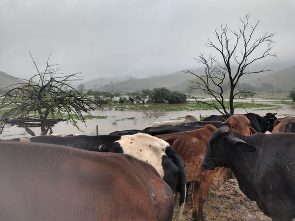 Vacas ficam ilhadas após rio transbordar devido à chuva em Rio Novo do Sul