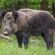 Imagem - Ibama monitora animal selvagem de Minas para evitar invasão no ES