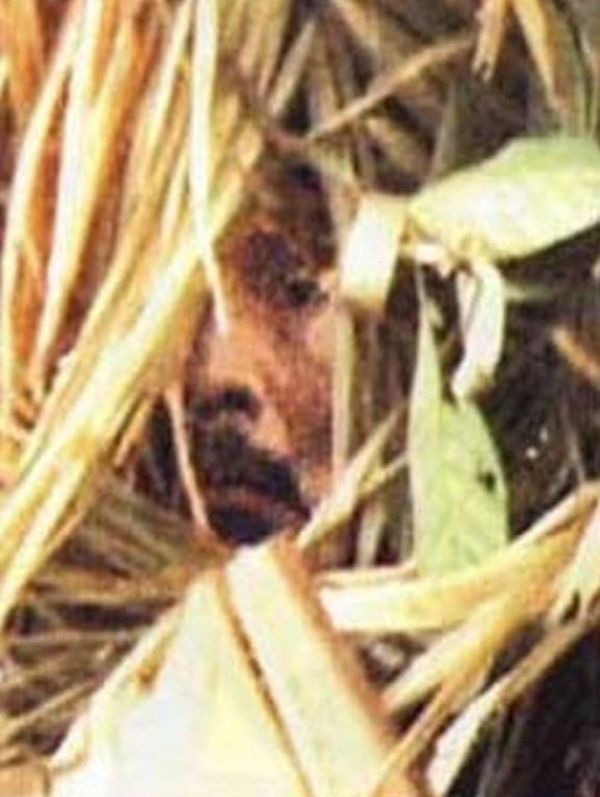 Justiça manda Funai enterrar corpo de 'índio do buraco' na palhoça onde ele morreu