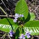 Imagem - Pesquisadores descobrem planta que só existe no ES