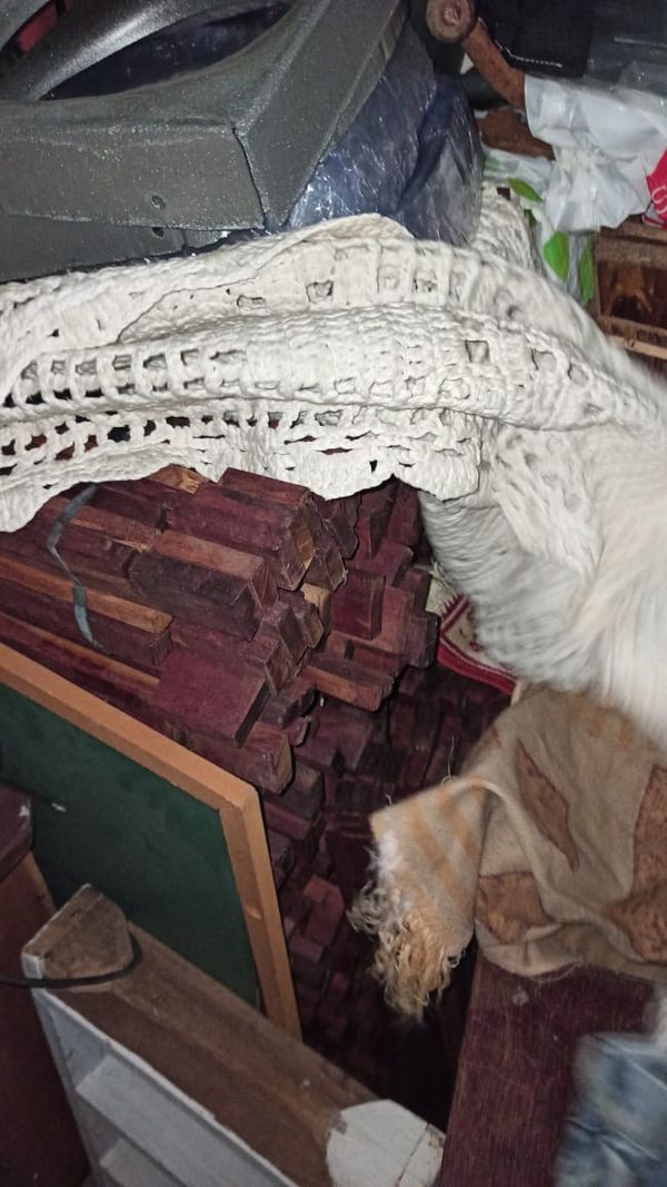 Madeira ilegal apreendida durante a Operação Ibirapitanga II, da Polícia Federal e do Ibama por Divulgação | Polícia Federal