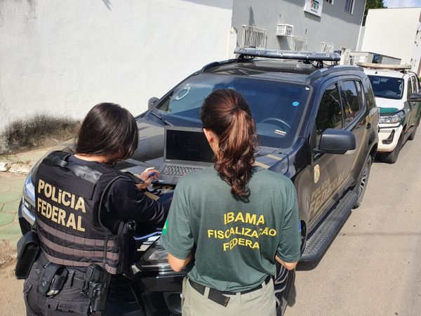 Madeira ilegal apreendida durante a Operação Ibirapitanga II, da Polícia Federal e do Ibama por Divulgação | Polícia Federal