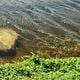 Imagem - Corpo é achado dentro de carro submerso em vala em fazenda de Linhares