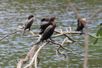 As aves Biguás rodeiam o lago em busca de alimento.(Vitor Recla)