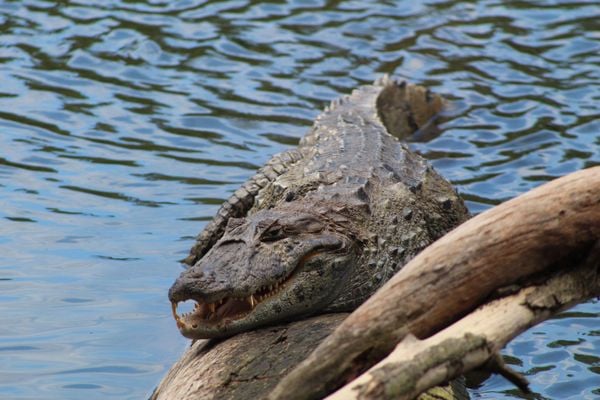 O jacaré-de-papo-amarelo é um réptil crocodiliano da família Alligatoridae e gênero Caiman. por Vitor Recla