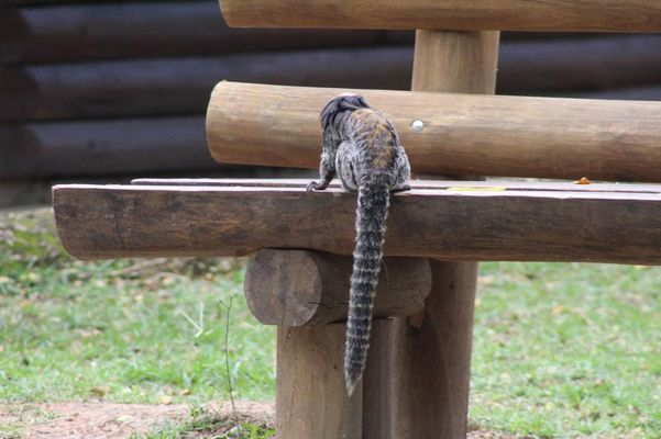 Os saguis do Parque Botânico são mansos e alguns se aproximam de humanos, mas não os alimente. por Vitor Recla