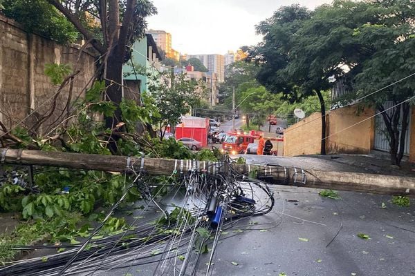 rvore caiu e derrubou poste de iluminação pública no bairro Cinquentenário, em Belo Horizonte, na tarde desta quarta (16)