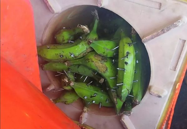 Pregos presos em bananas foram espalhados pelas rodovias 