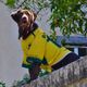 Cachorro com camisa do Brasil