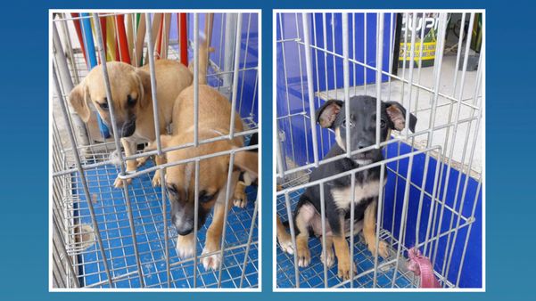 Animais já estão disponíveis para adoção