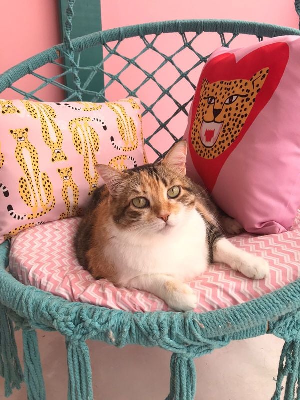 Pets aproveitam o espaço por Natália Telha