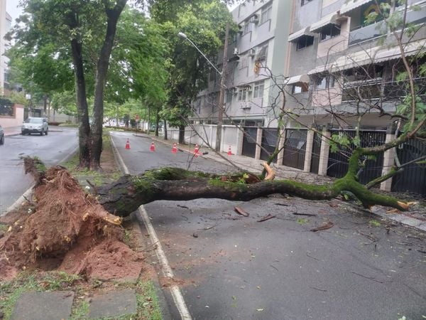 Árvore caiu em madrugada chuvosa em Jardim da Penha, Vitória