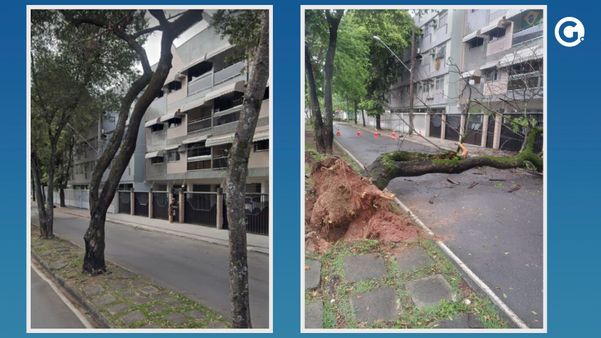 Árvore caiu em madrugada chuvosa em Jardim da Penha, Vitória