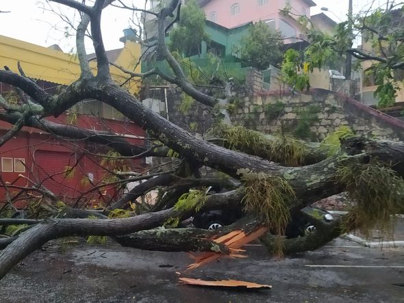 Árvore cai sobre carro em Santo Antônio, Vitória por Leitor | A Gazeta