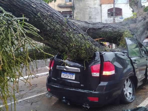 Árvore cai sobre carro em Santo Antônio, Vitória por Leitor | A Gazeta
