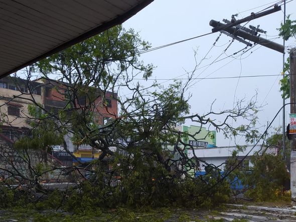 Árvore cai sobre carro em Santo Antônio, Vitória por Leitor | A Gazeta