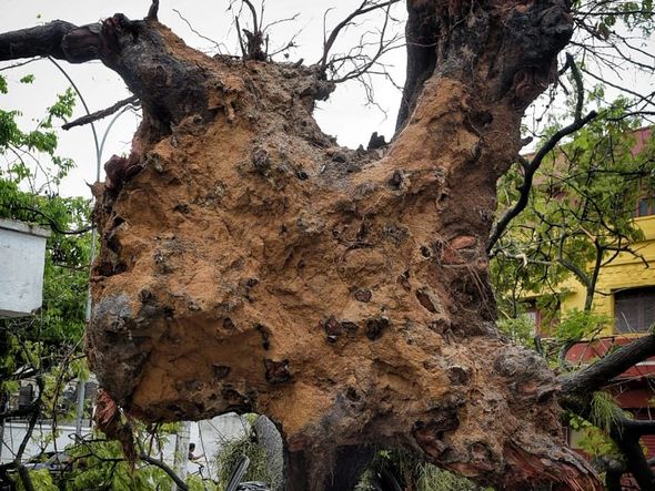 Árvore cai sobre carro em Santo Antônio, Vitória por Fernando Madeira