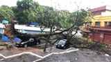 Árvore cai sobre carro em frente ao Cemitério de Santo Antônio, em Vitória(Diony Silva)