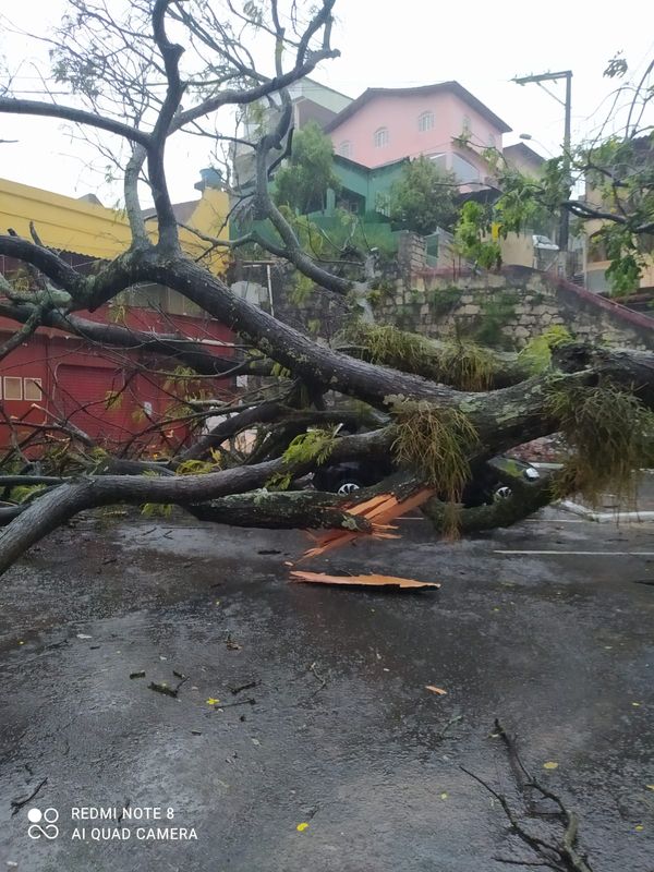 Árvore cai sobre carro em Santo Antônio, Vitória por Leitor | A Gazeta