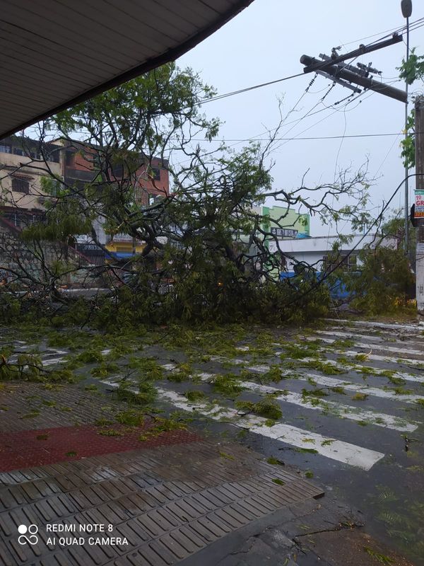 Árvore cai sobre carro em Santo Antônio, Vitória por Leitor | A Gazeta