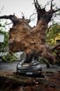 Árvore cai sobre carro em Santo Antônio, Vitória(Fernando Madeira)