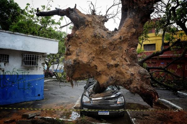 Árvore cai sobre carro em Santo Antônio, Vitória